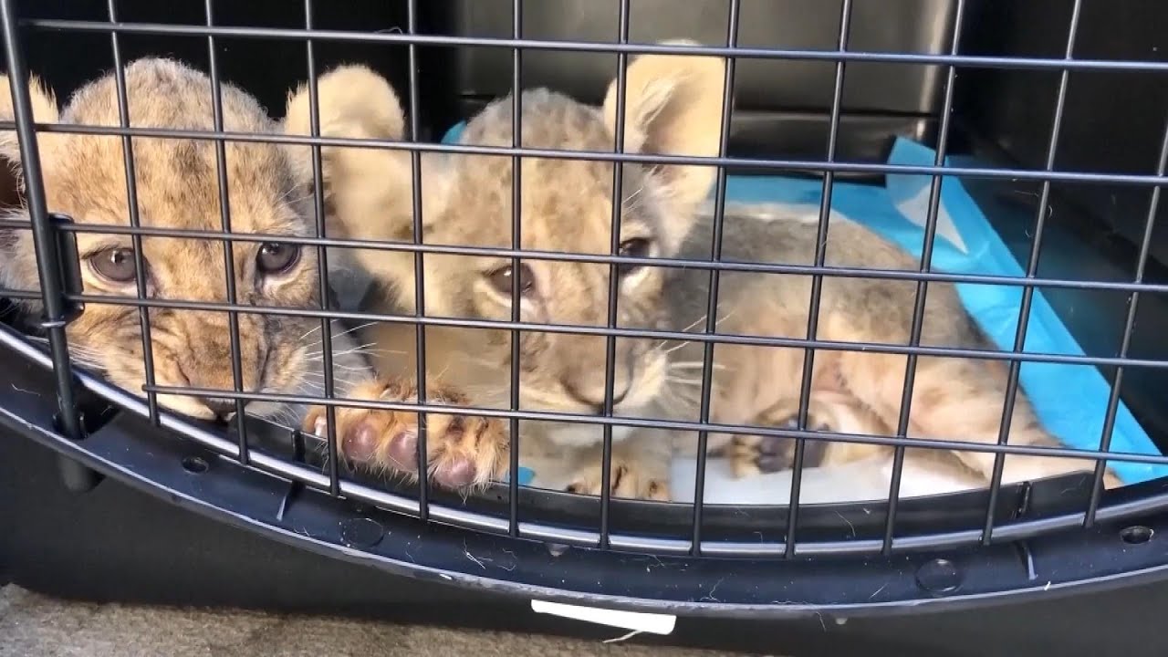 2 Lion Cubs Rescued After Getting Illegally Trafficked