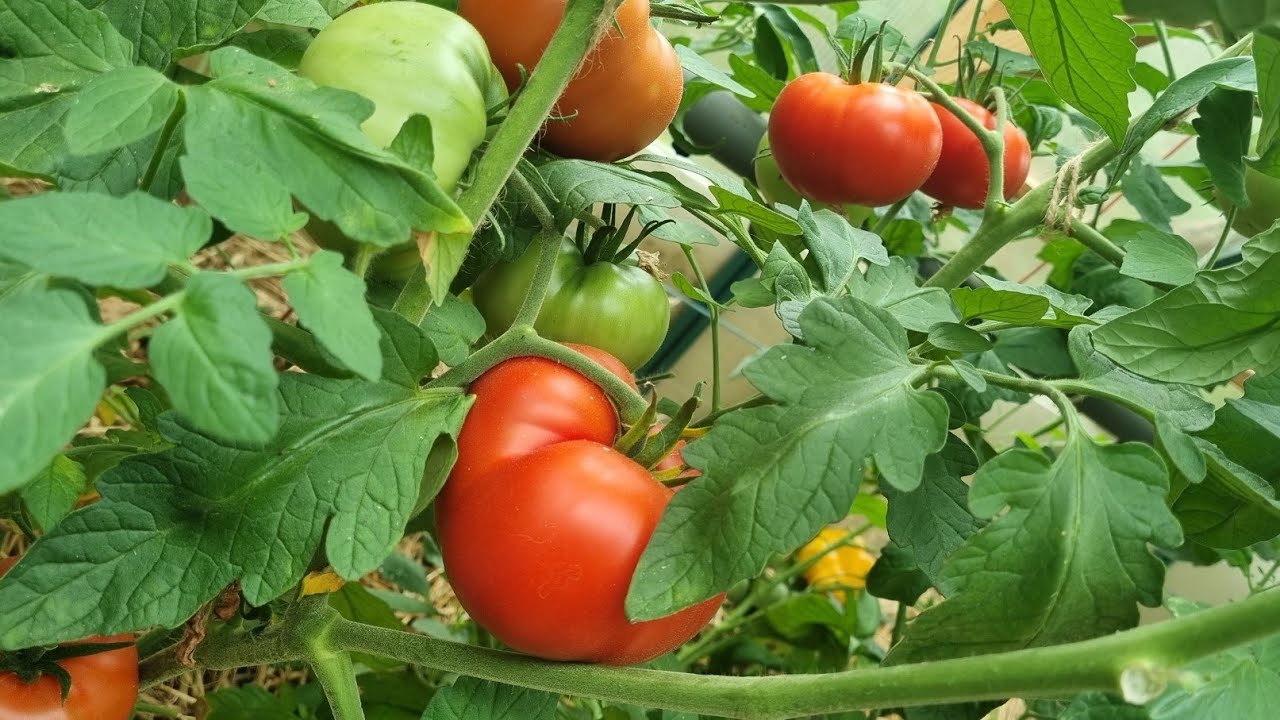 Balade au Potager