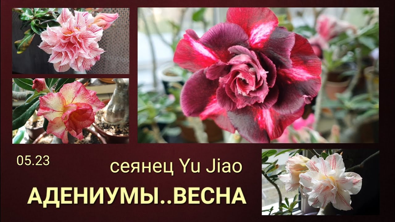 Цветение Адениумов  Потрясный сеянец Yu Jiao