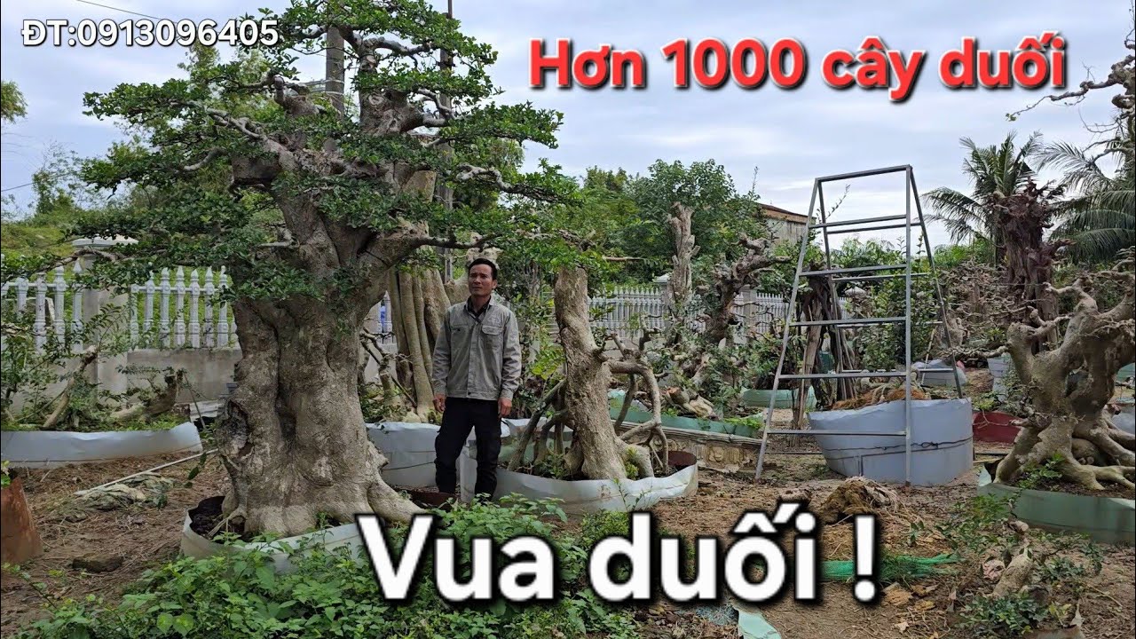 Đúng là vua duối !. Hàng ngàn cây duối được đại gia sưu tập về vườn 