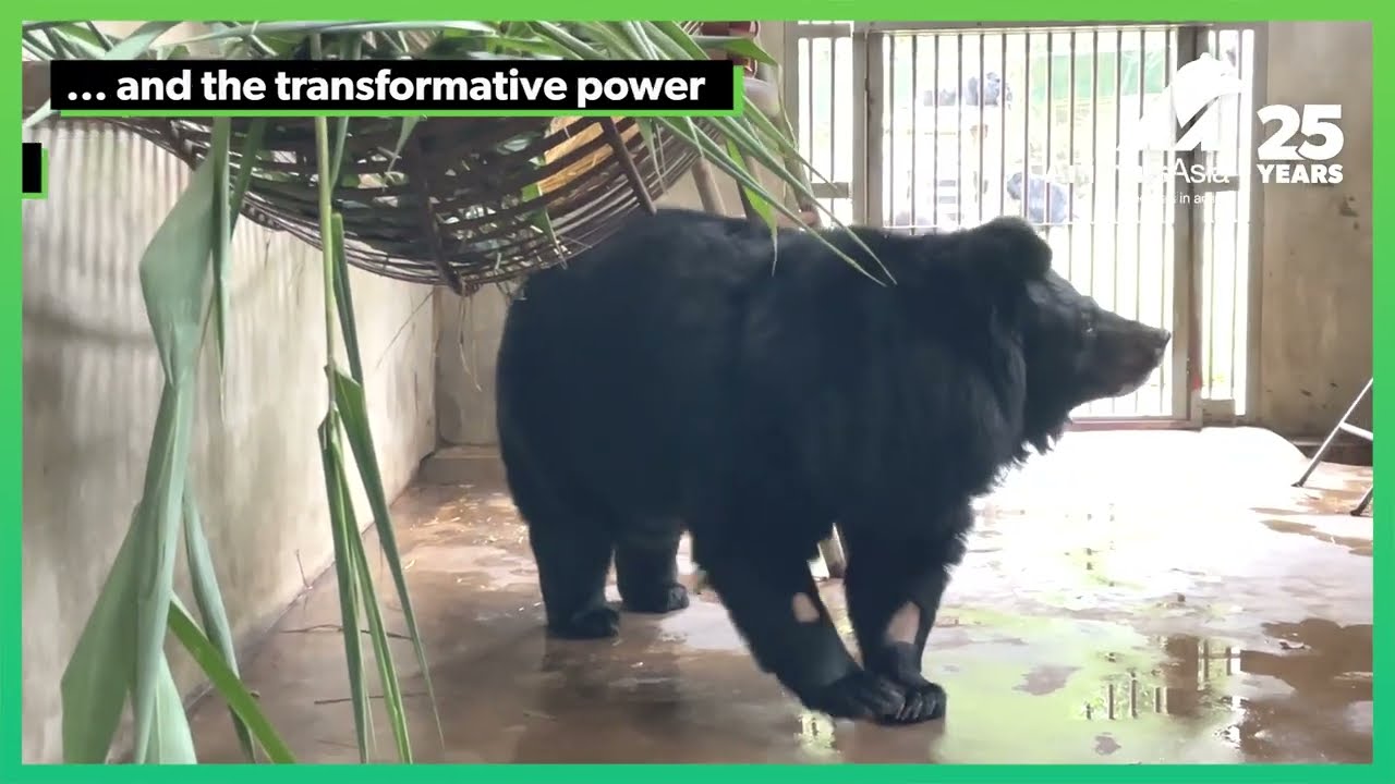 New Year, New Horizons: Moon Bear QQ's Heartwarming Journey to a Brand-New Den! | Animals Asia