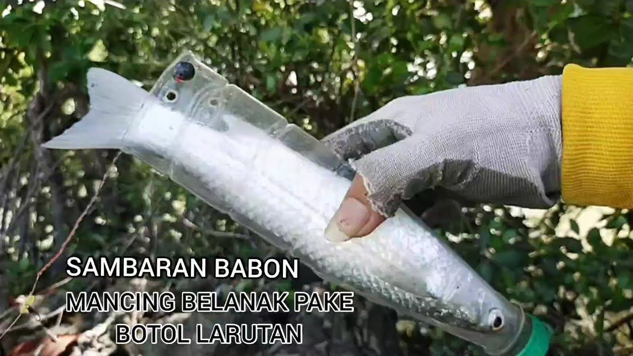 ikan kaya ngga perna makan puluhan tahun|| umpan baru jatu langsung di sambar|| saking banyaknya