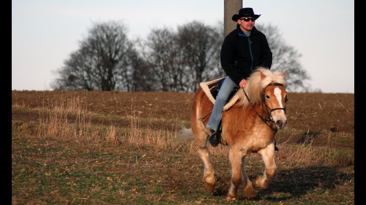 Haflinger Horse Running SloMo