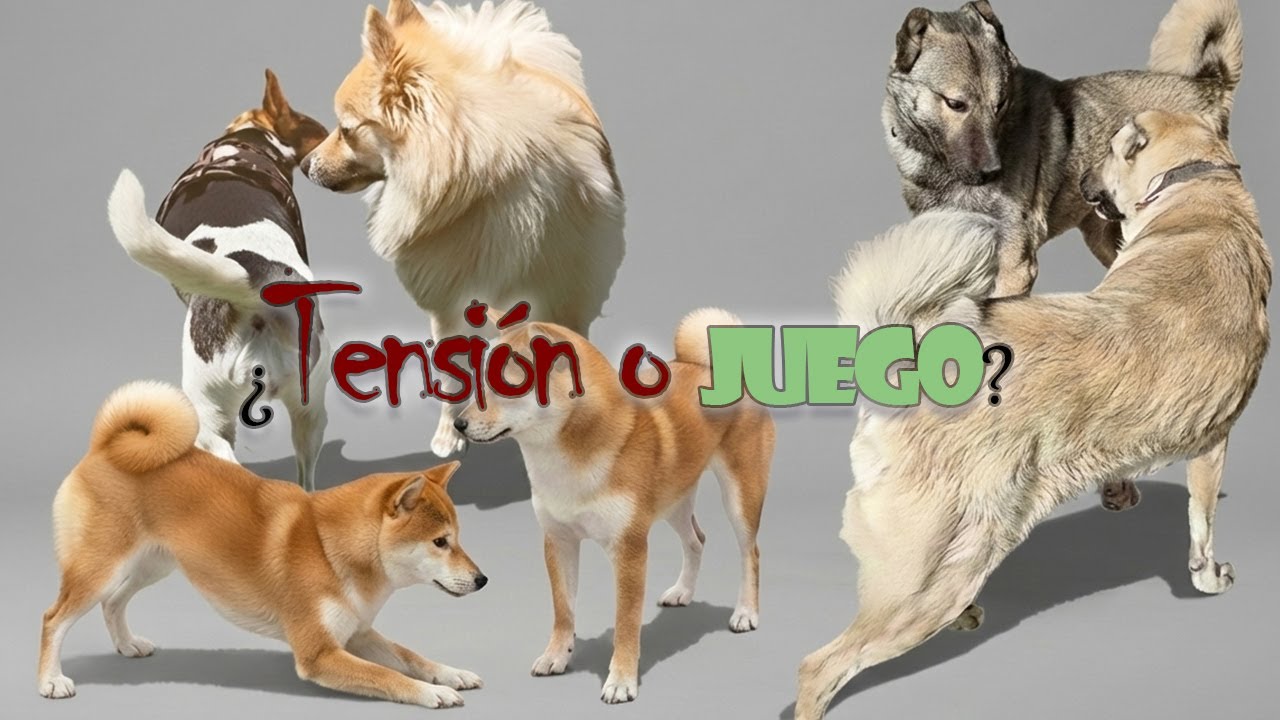 Entre el juego y la tensión, Shibas, mastines y final - Etología canina - Comportamiento canino