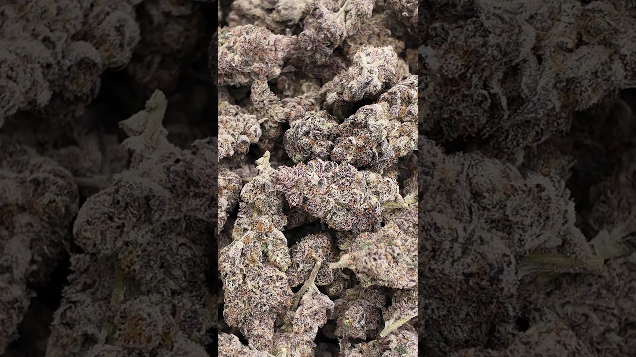 Terpgasm Strain Review 🍇🍊 Loud Terps Only!&rdquo;