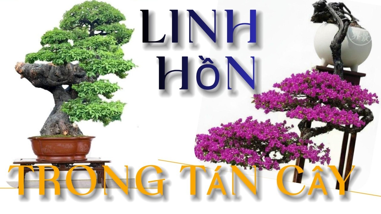 Ý cảnh trong tán cây bonsai Trung Hoa – Linh hồn của nghệ thuật tạo hình
