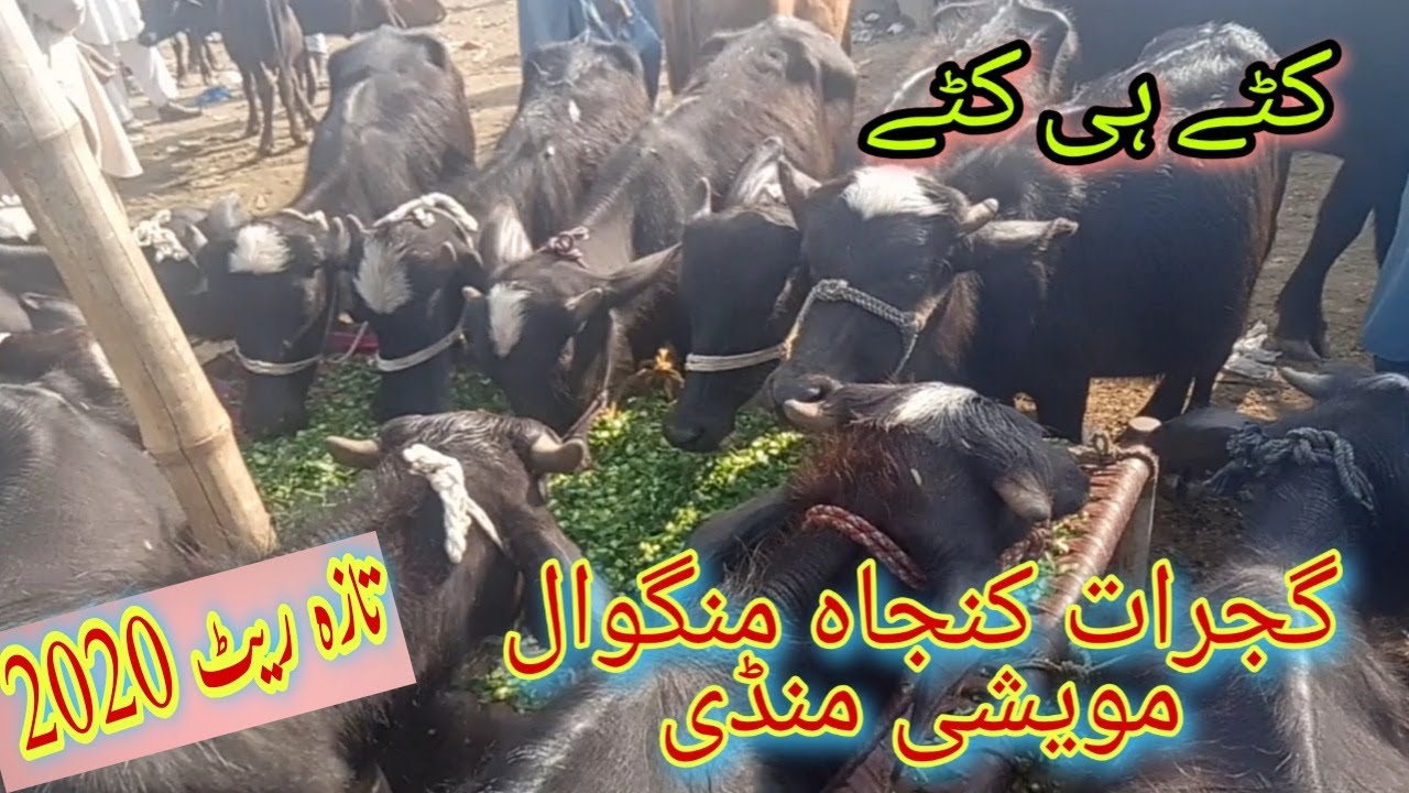 Gujrat Kunjah Mangowal Mandi 2020 || Kunjah Mangowal Mandi Gujrat update | Katta Farming in Pakistan