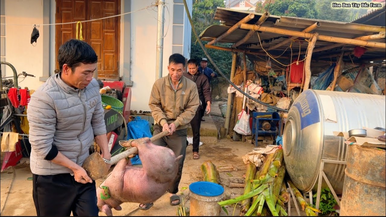 Mổ Lợn, Gà Làm Bữa Cỗ Ngày Cuối Năm Trên Bản | Hoa Ban Tây Bắc Farm