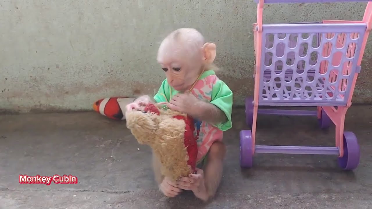 Jealous Baby Monkey Cubin Screams When Dad Cuddles the Cat – Too Funny!