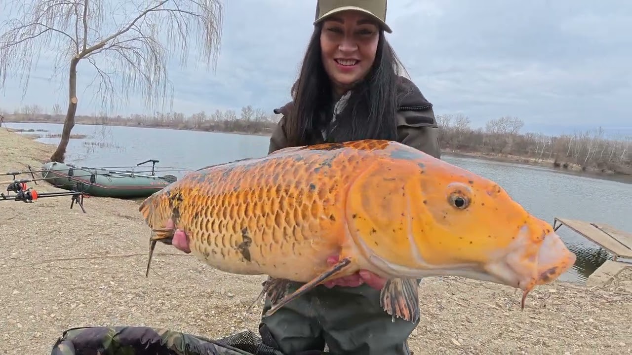 Lov kapra Koi 2 Maďarsko - rybárske videa  zuma carpteam