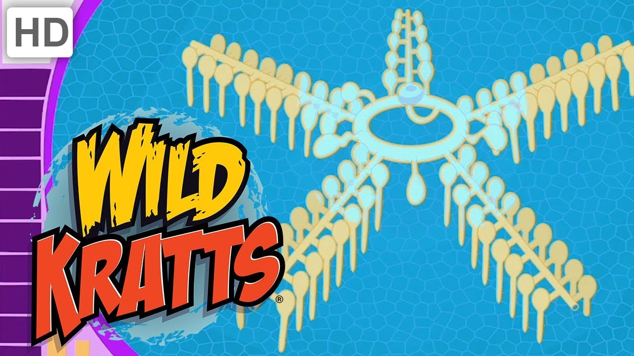 Wild Kratts - Creatures That Make a Big Splash! (40 Minutes!)