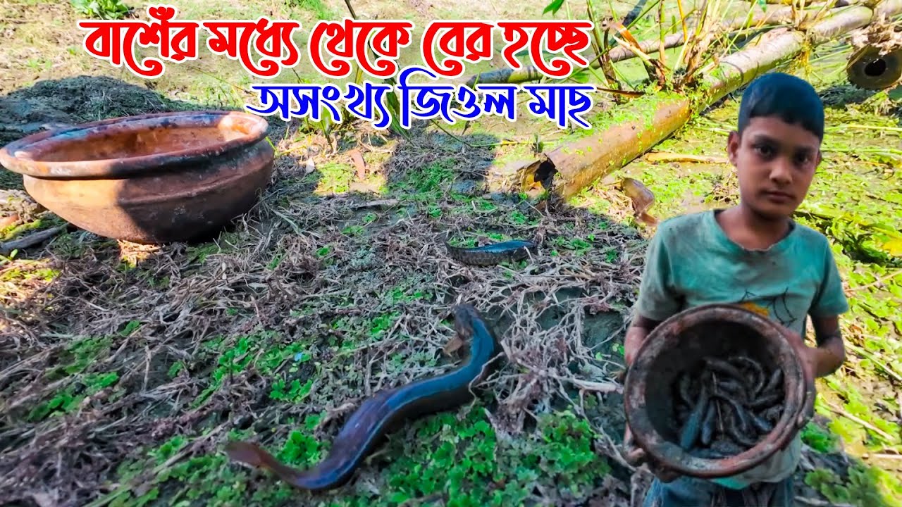জিওল মাছ ধরার টেকনিক । Baby Catching Fish । বাশেঁর মধ্যে অসংখ্য জিওল মাছ । Fishing Video 2025