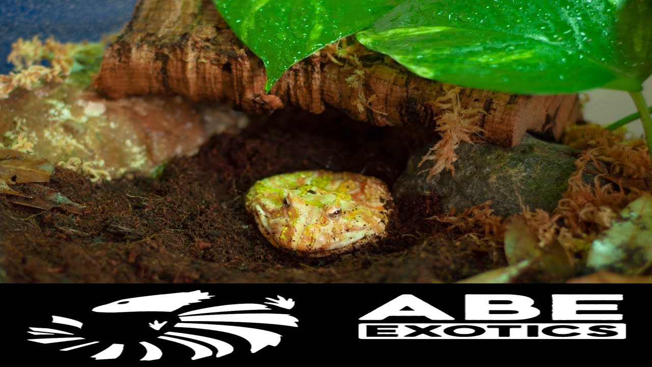 STEP BY STEP Setting up a Bioactive terrarium for a Pacman Frog (Ceratophrys Cranwelli)