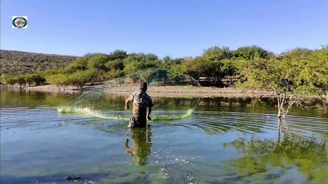 No lo creerás una de las mejores pescas de tilapias gigantes en este hermoso lugar