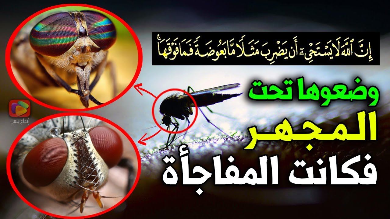 هل تعلم لماذا ضرب الله المثل بالبعوضة للكفار في القرآن، أسرار مذهلة اكتشفوها تحت المجهر! سبحانك يارب
