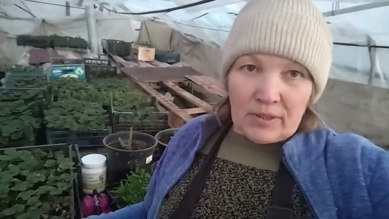 Знову обробила розсаду полуниці. 