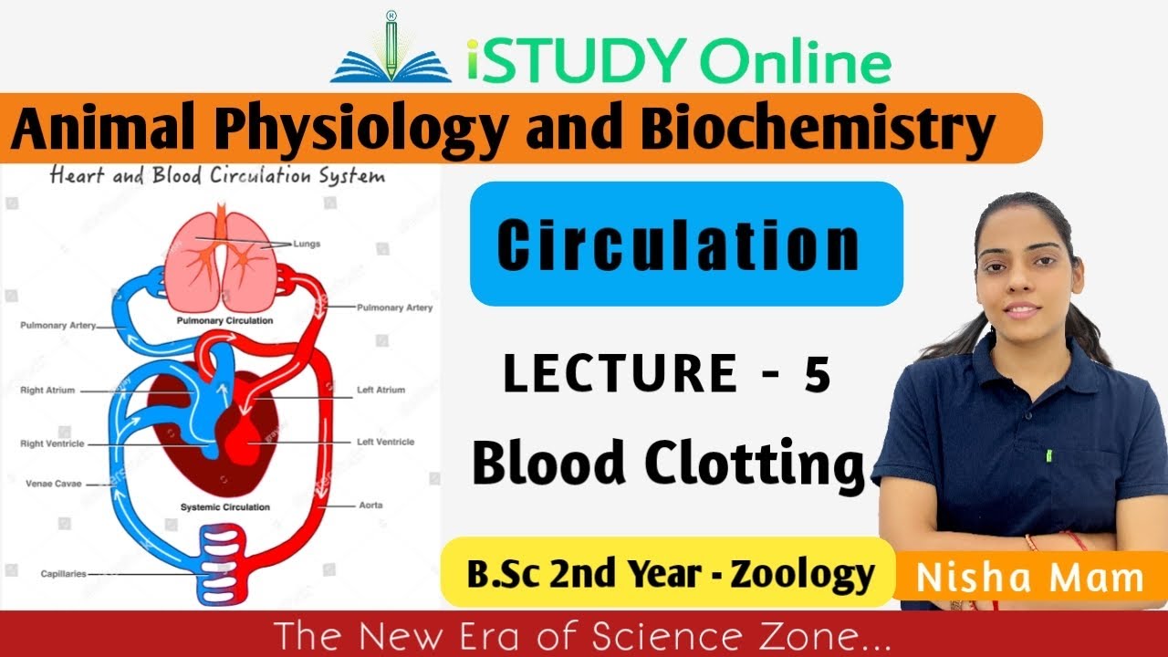 Blood Clotting | lect-5 | Circulation | Animal Physiology and Biochemistry |Zoology | B.Sc 2nd Year