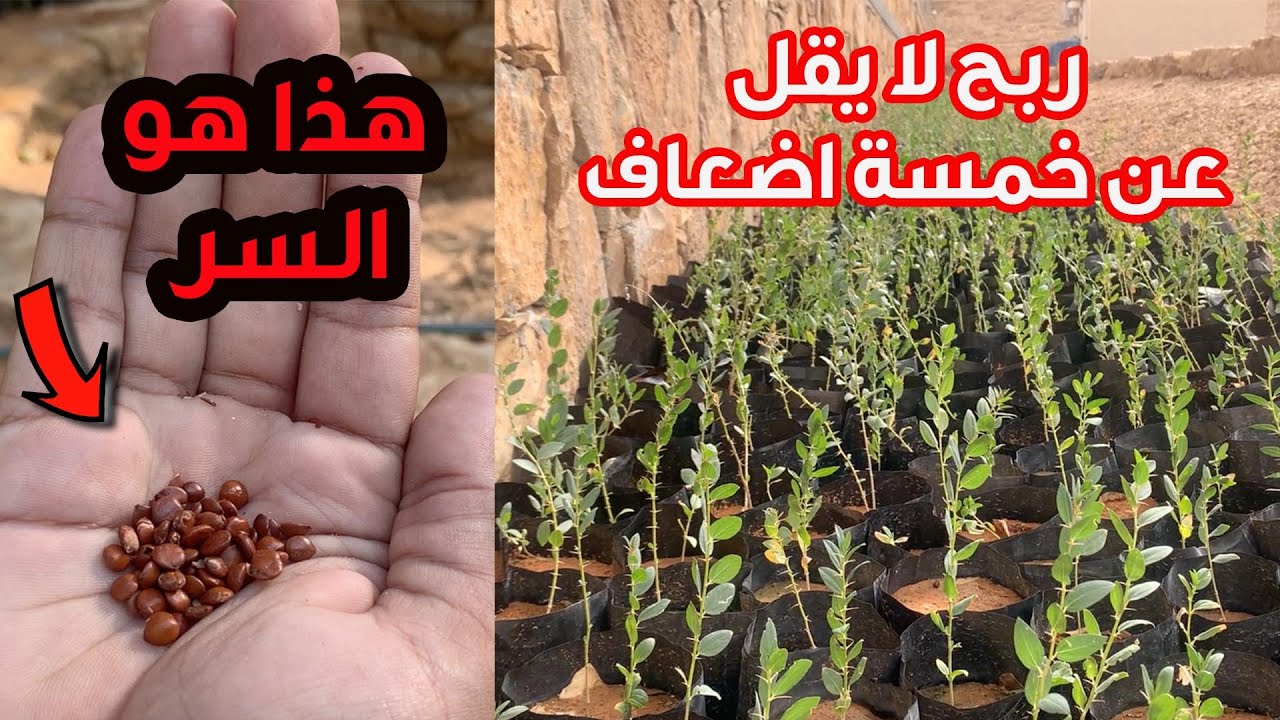 ربح ٤ اضعاف علي الاقل في ٣ شهور || زراعة ٧٠٠٠ شتلة من السدر من اجنة البذور