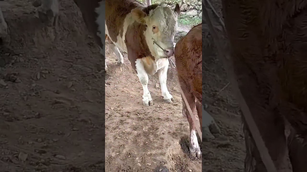Daily life diary of a rural cattle farmer #461