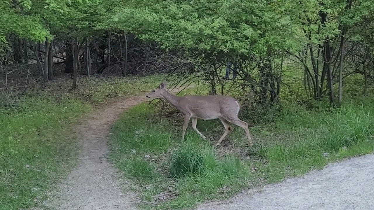 Deer On Walking Path - First One Deer and Then More Deer Walked Over to US (how many total???)