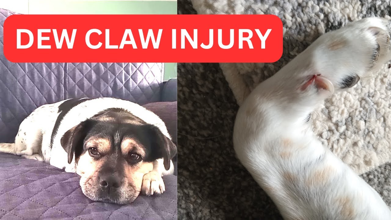 My Dog Injured Her Dew Claw