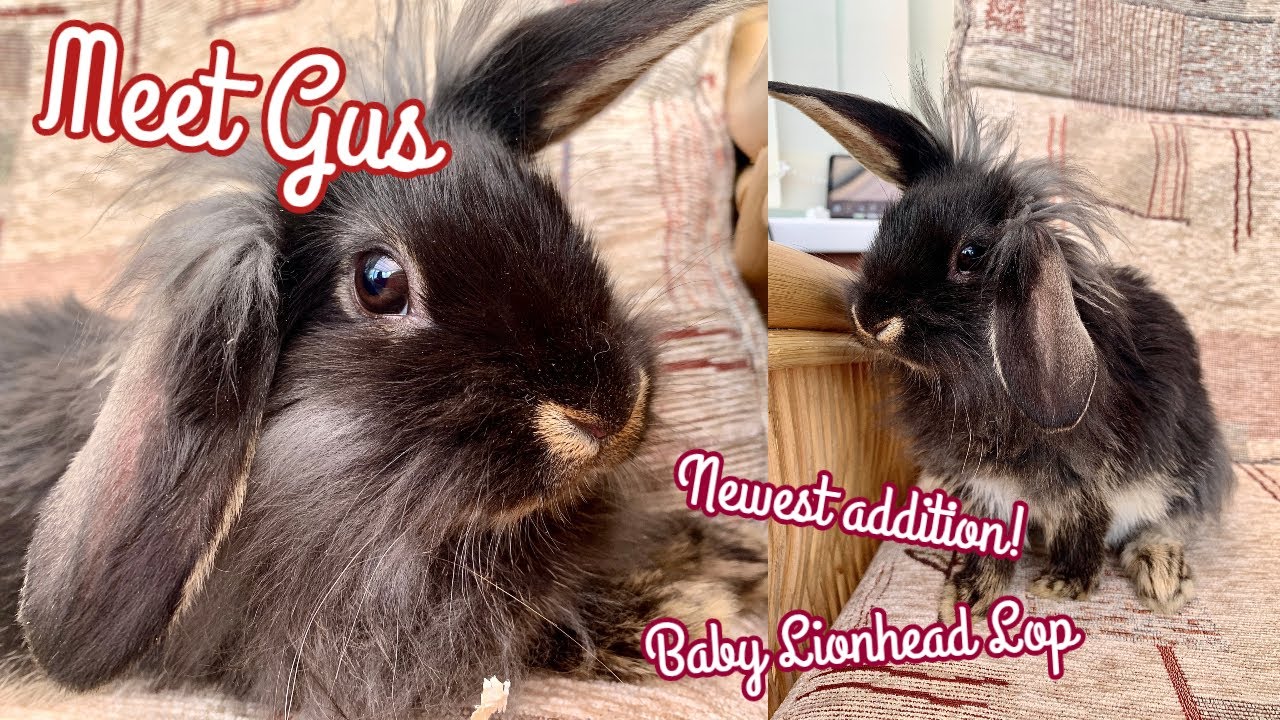 MEET GUS: My Beautiful New Baby Lionhead Lop Rabbit | KatiesPetLife