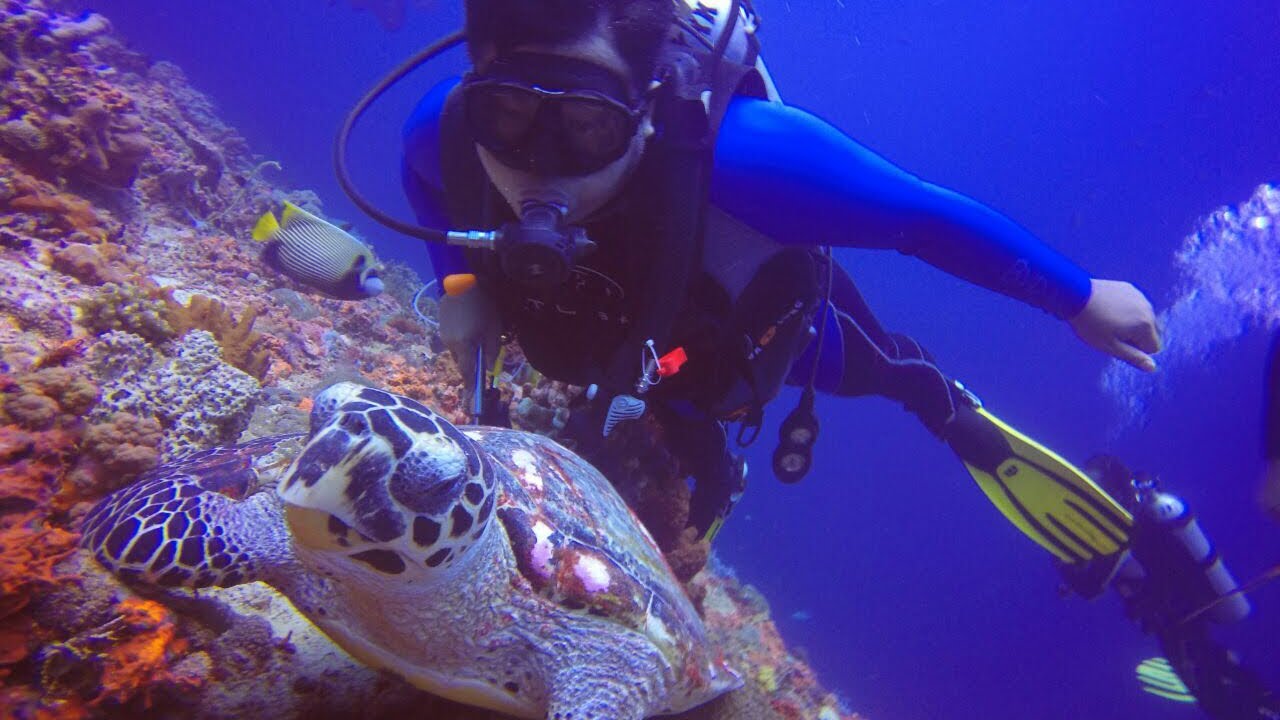 Menyelam Diving di Indahnya Nusa Penida Bali Indonesia