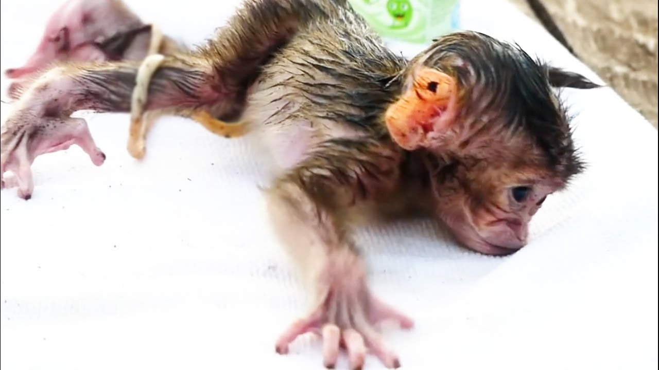 Temporary saving and rescuing newborn baby, that mother rejects as baby