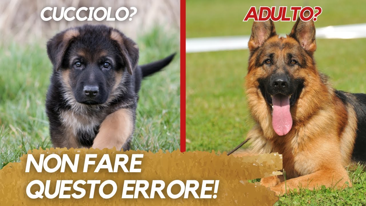 Quando educare un cane: ecco il momento migliore! (e una considerazione)
