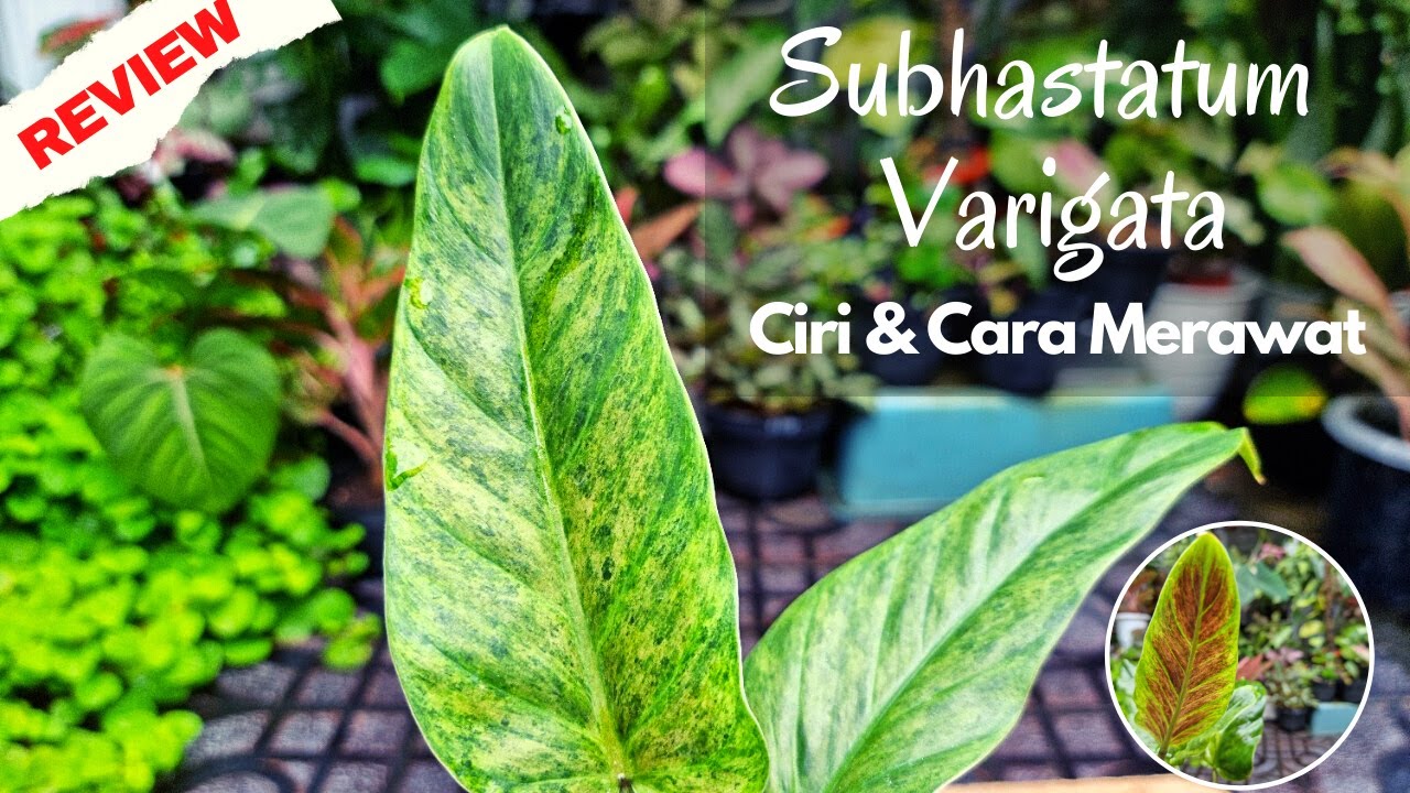 Mengulik Ciri Philo Subhastatum Varigata dan Cara Memperbanyak serta Cara Merawat Subhastatum Var