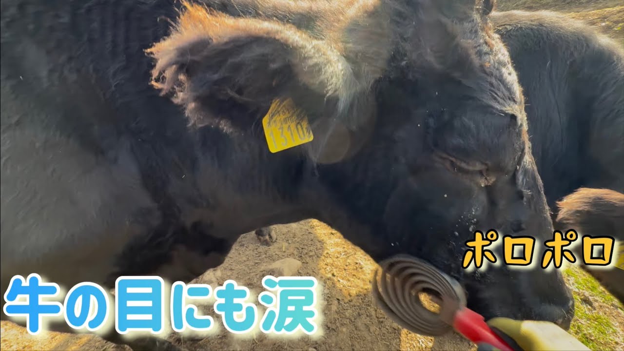 牛ちゃんが泣く理由