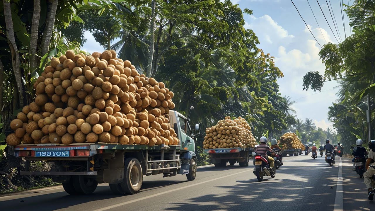 Incredible Tamarind Harvesting: Innovative Cultivation and Processing Technology