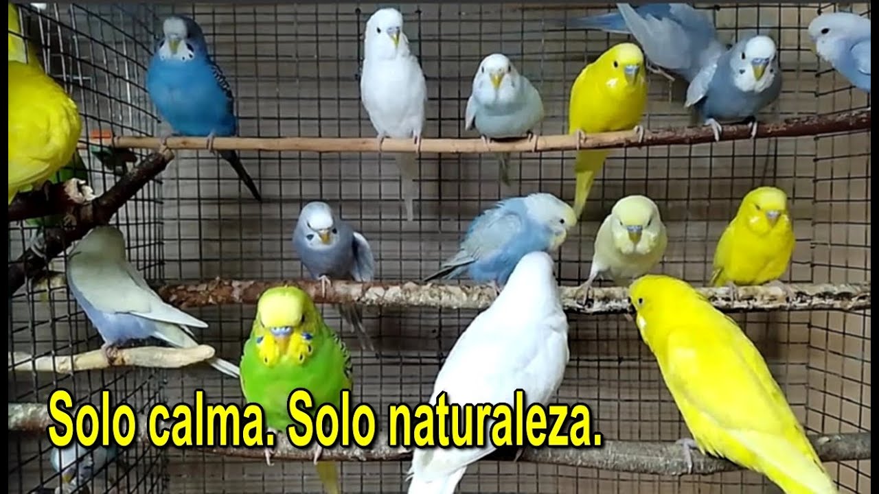 Momentos tranquilos con periquitos 🐦 Sin música, solo naturaleza
