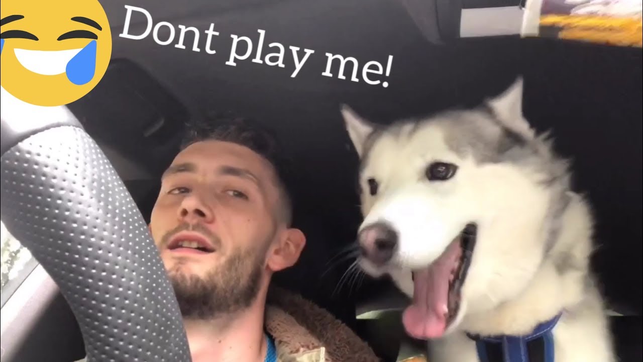 Huskies Funny Over Reactions When Getting Excited! [HE ACTUALLY TALKS!!]