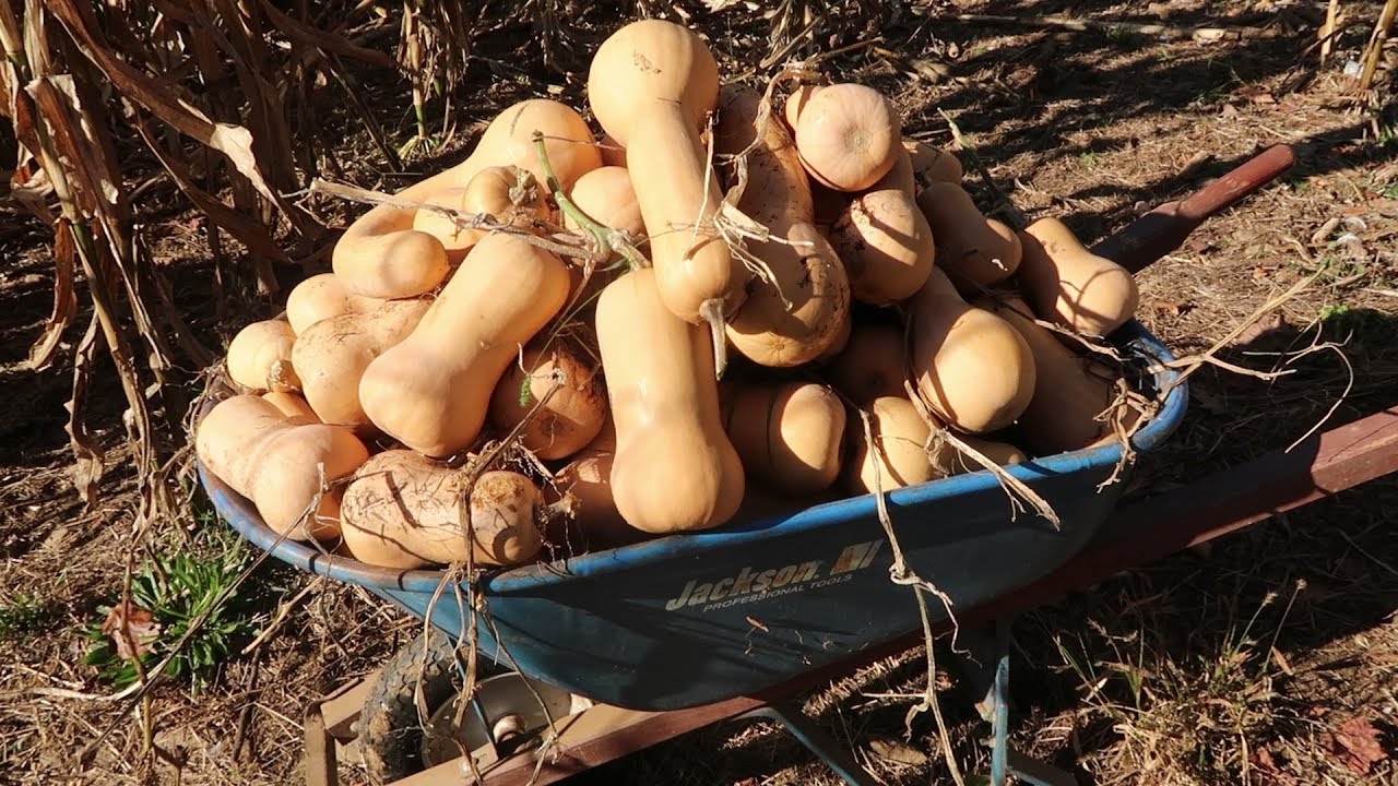 A YEAR's WORTH OF FOOD Harvested From Our Backyard!