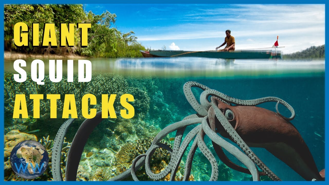 Do Giant Squid Attack?