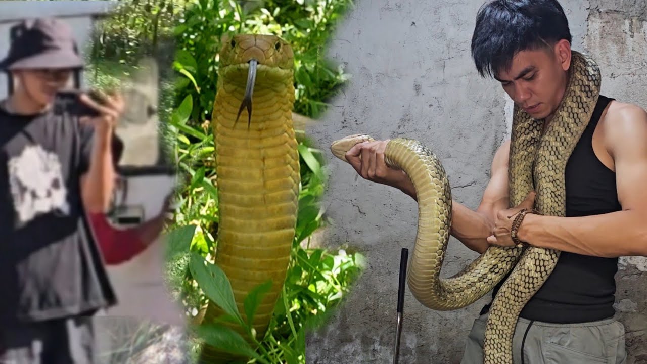 NAKIPAG TAGUAN PA ANG MABANGIS NA KING COBRA PERO HULI DIN KAY COBRA PRINCE