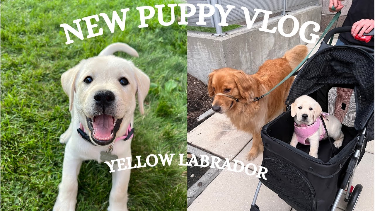 I GOT A PUPPY! Baby Yellow Lab&rsquo;s first days| VLOG | 1st nail trim, strolling in the city + playing