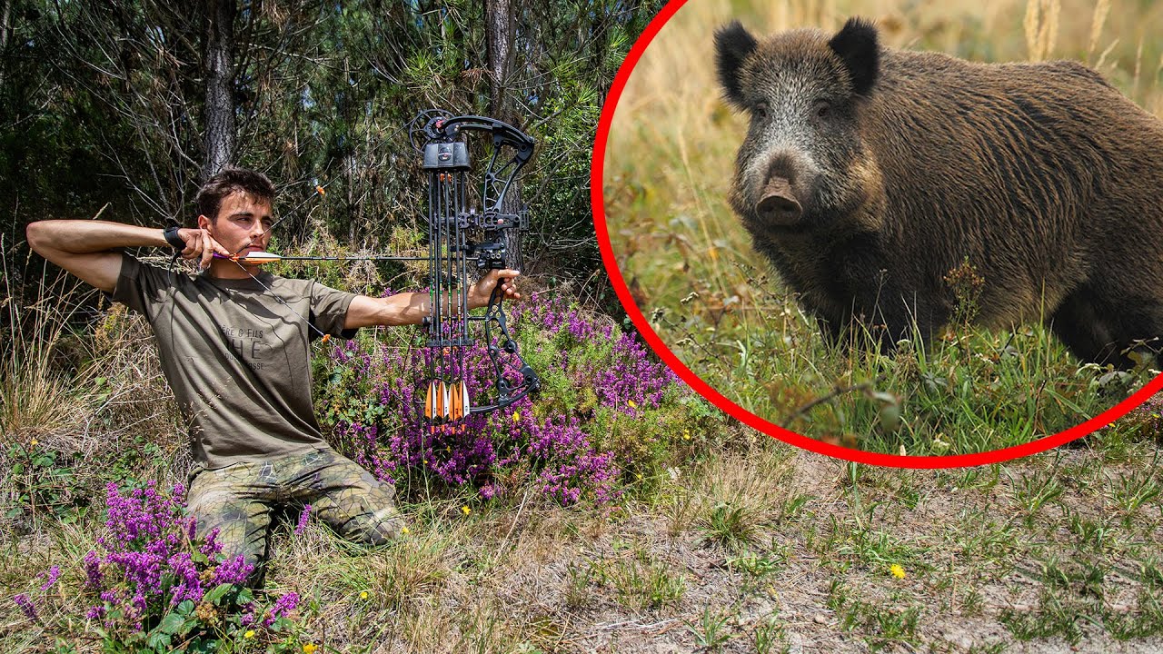 CHASSE À L'ARC DU SANGLIER ! CHASSER ET MANGER (oui sauf que...)