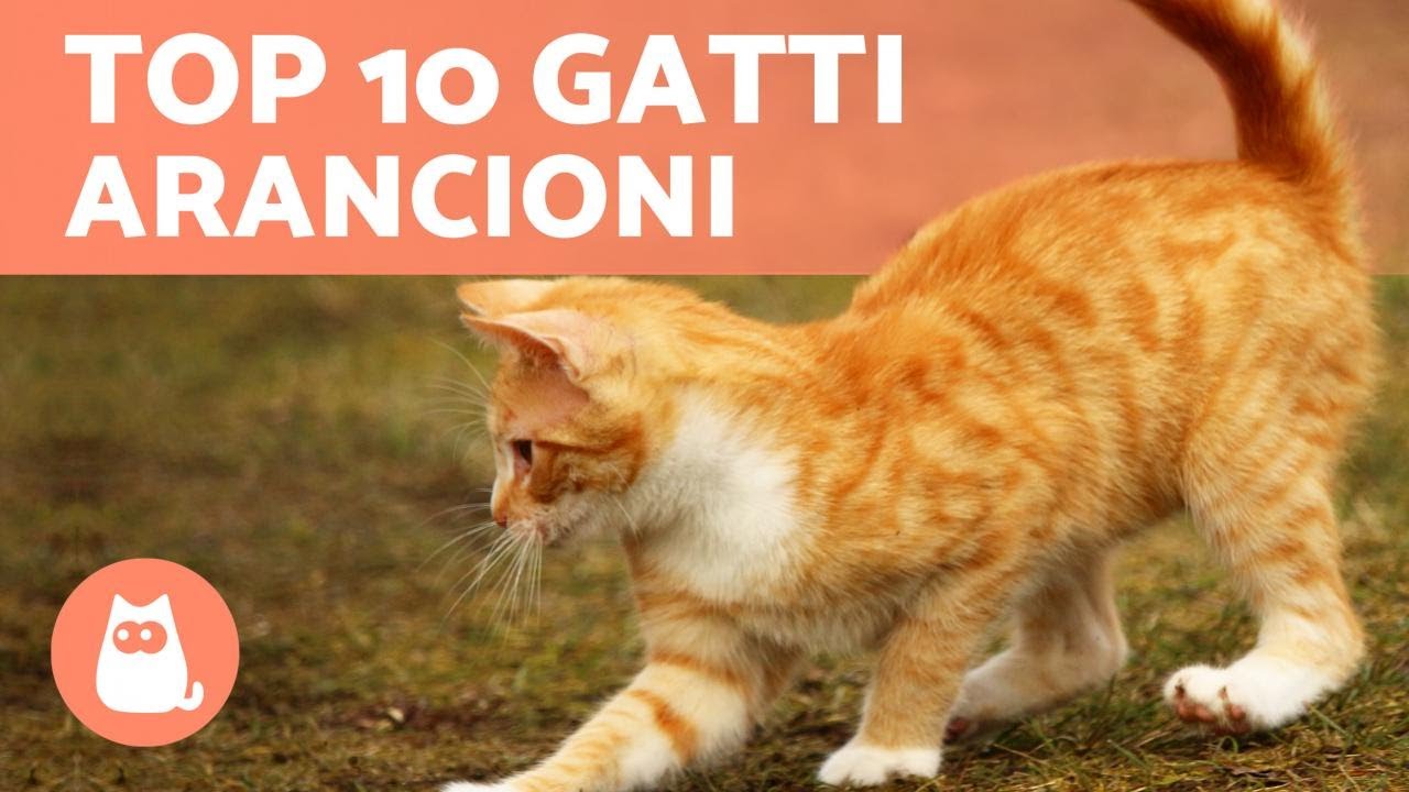 Razze di gatti ARANCIONI 🐱🧡 TOP 10