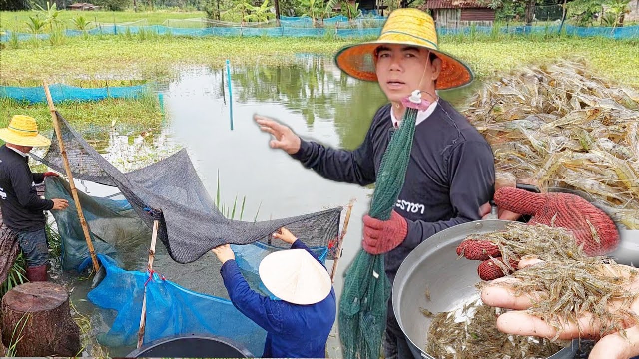 เลี้ยงกุ้งฝอยผสมกับหอยขมในบ่อดิน..จับจากธรรมชาติมาปล่อยเลี้ยง 6เดือนเเพร่เต็มบ่อ!!! เลี้ยงแบบง่ายๆ