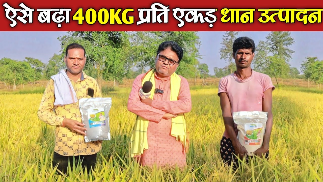 ऐसे बढ़ा धान उत्पादन 4 क्विंटल/एकड़ ? ||Dhan Production Boost 400 Kg/Acre | Omprakash ausar