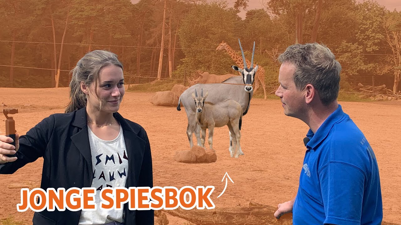JONGE SPIESBOK op de Safari | Videoranger