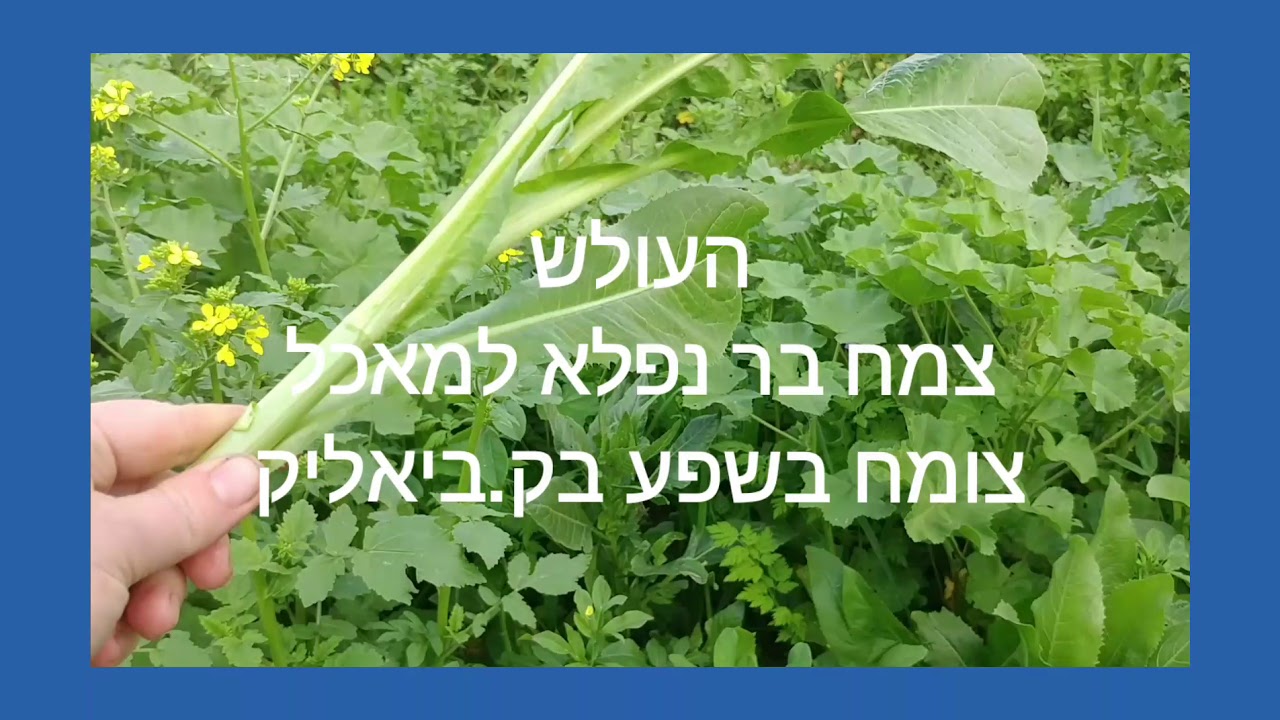 צמחי בר למאכל בקרית ביאליק