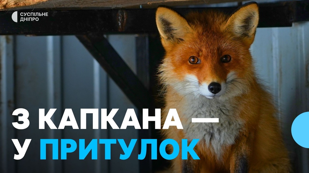 Врятовані з пастки: історія двох лисиць, які живуть у притулку на Дніпропетровщині
