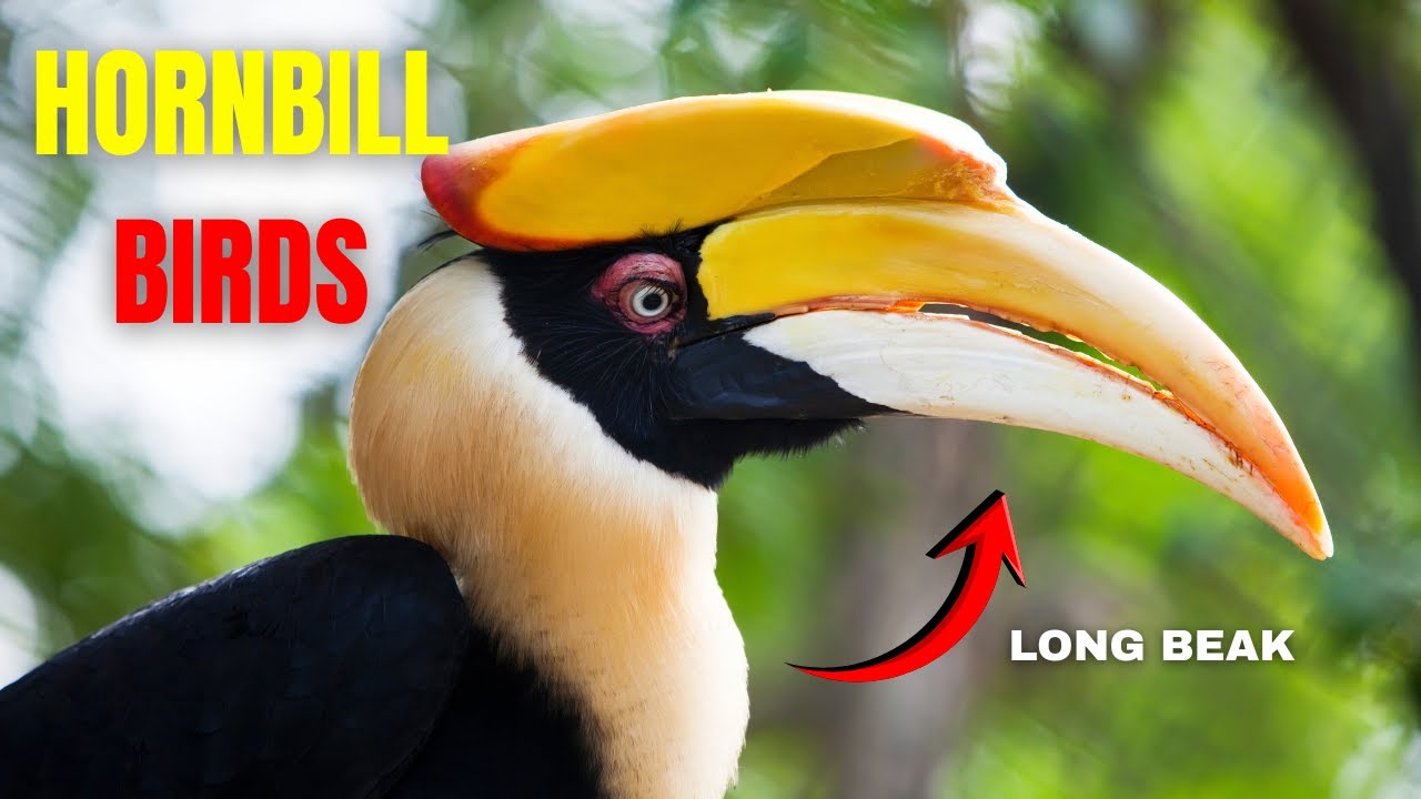 Hornbill Bird | Facts, Sounds, Habitat & Amazing Behavior.#hornbills #birdsounds #hornbillfestival.