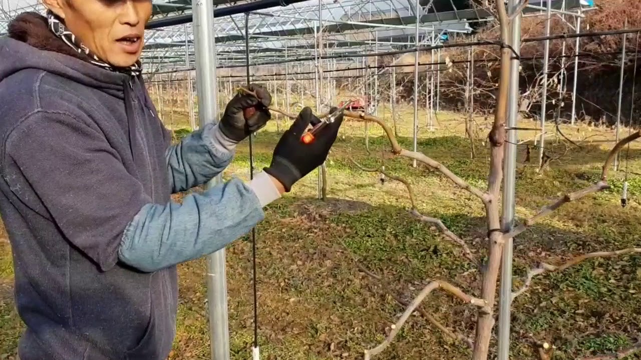 [동진농원] 4년차 대추나무 전지작업