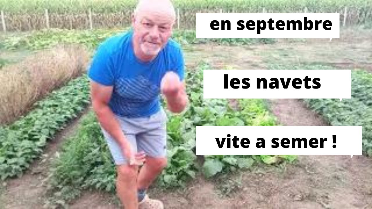 Les navets  :    vite a semer pour l hiver  ( bonne soussoupe a mèmère ! )
