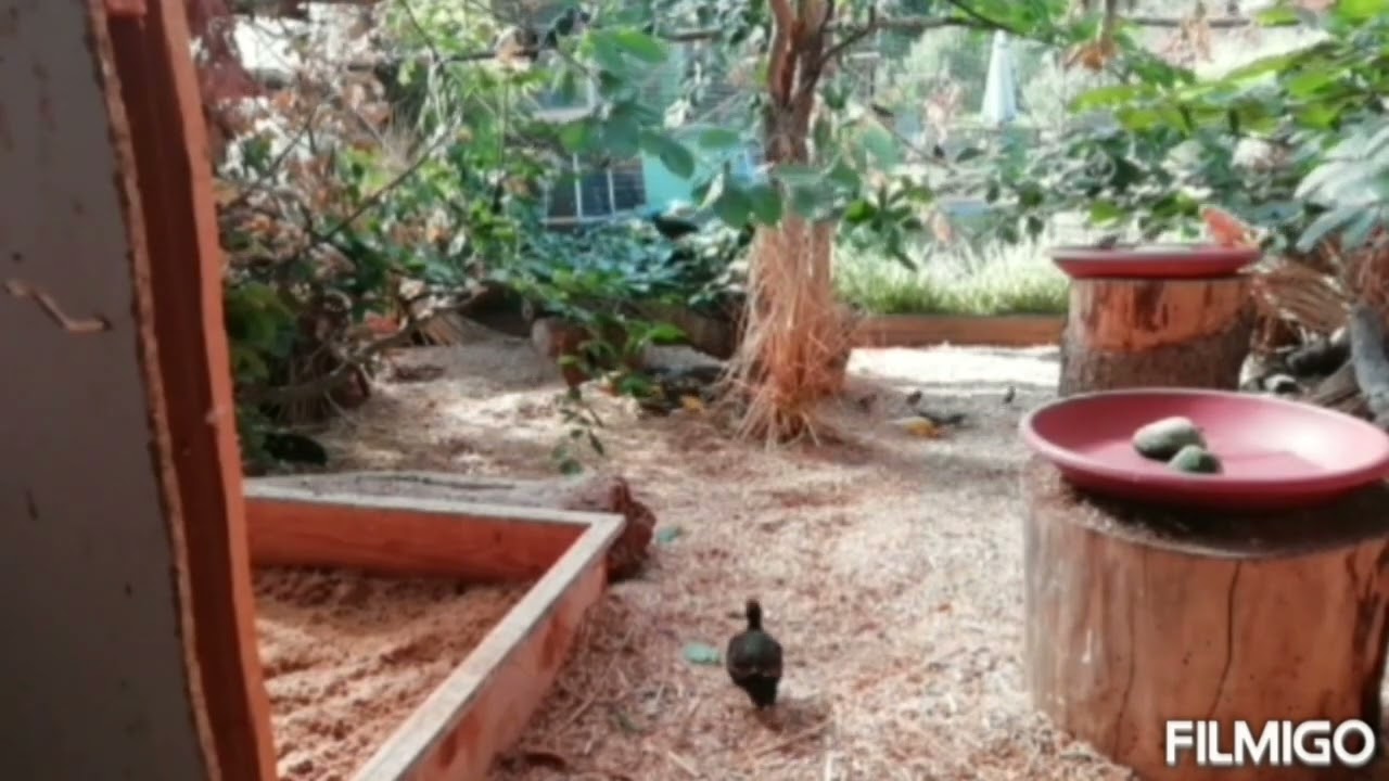 Hühnerwelt und Co (Folge3) Info Straußwachteln und Blauschuppenwachtel (Quails)