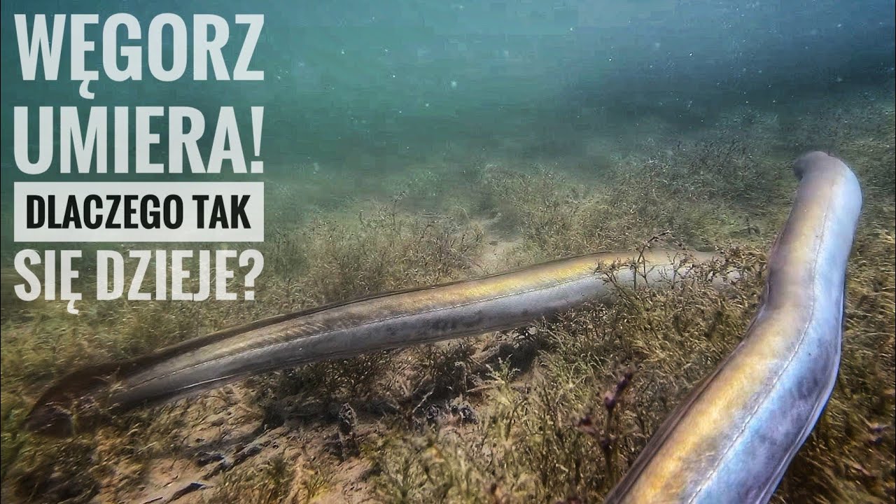 Węgorz umiera! ☠️ Dlaczego jest coraz mniej węgorza w polskich wodach? Jak wygląda kryjówka węgorzy?